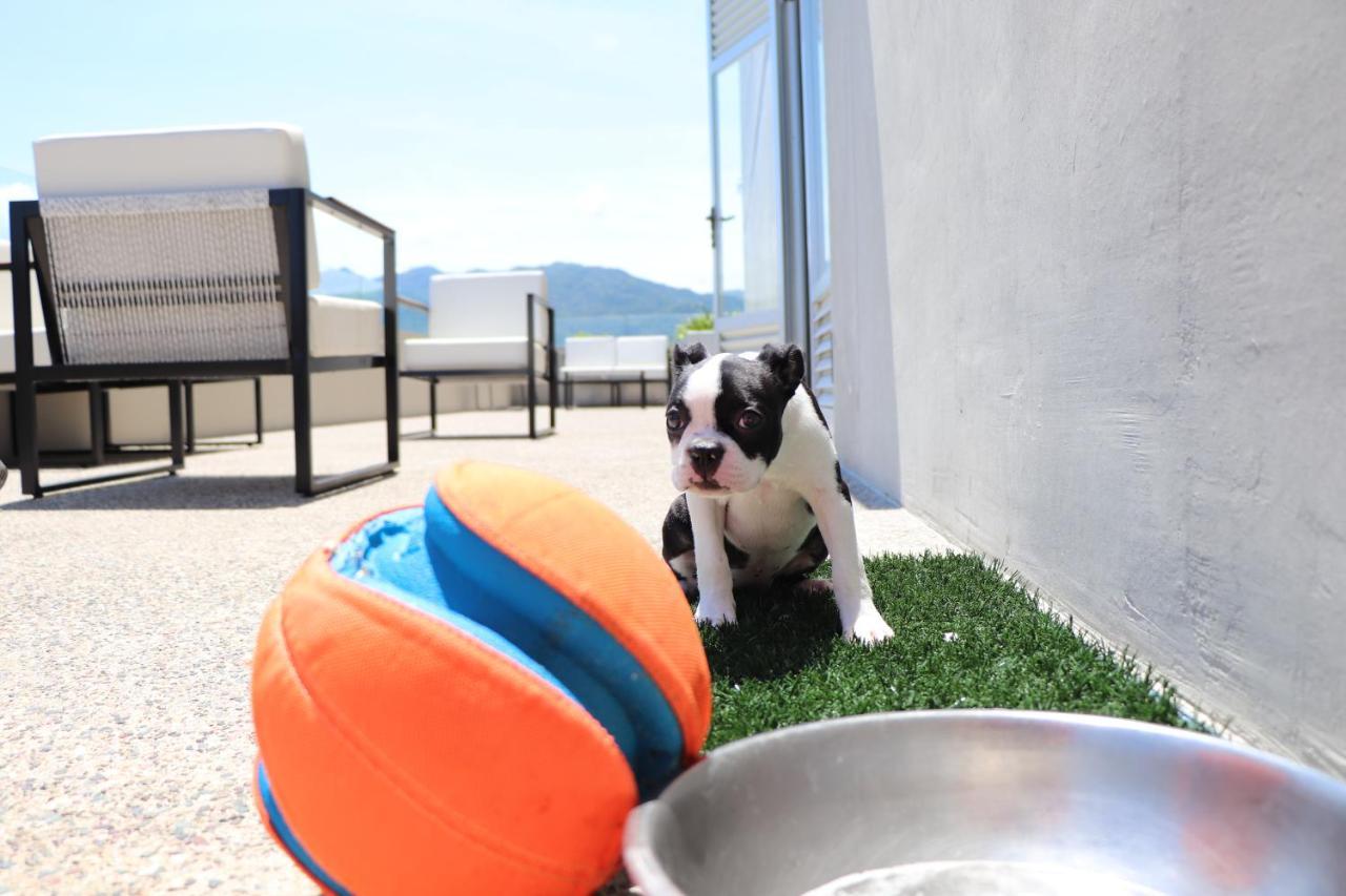 Hotel Mio Vallarta Unique & Different- Adults Only Пуэрто-Вальярта Экстерьер фото Boston Terrier puppy